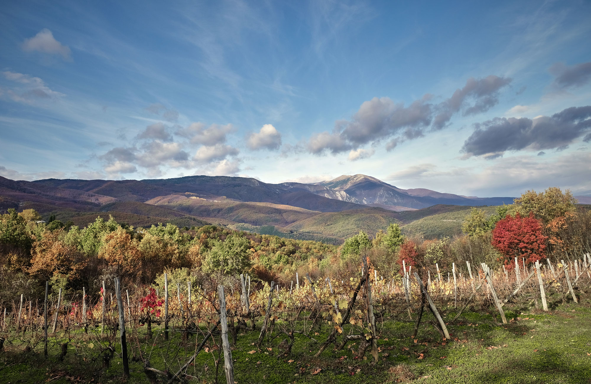 Fytia | Vineyards | Greece