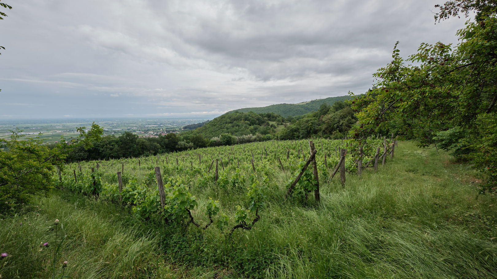 Fytia | Vineyards | Greece