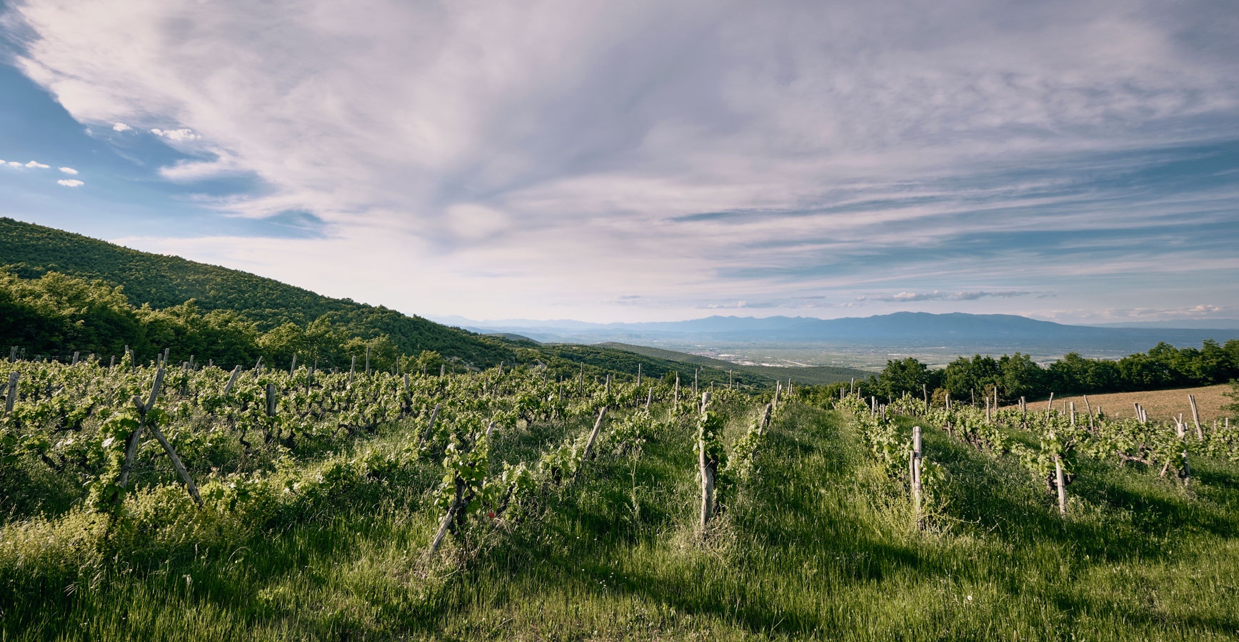 Fytia | Vineyards | Greece