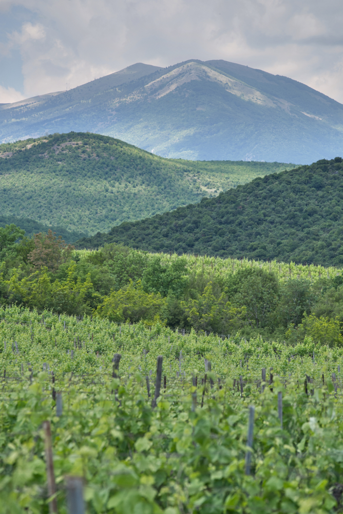 Xinomavro I Vineyards I Greece