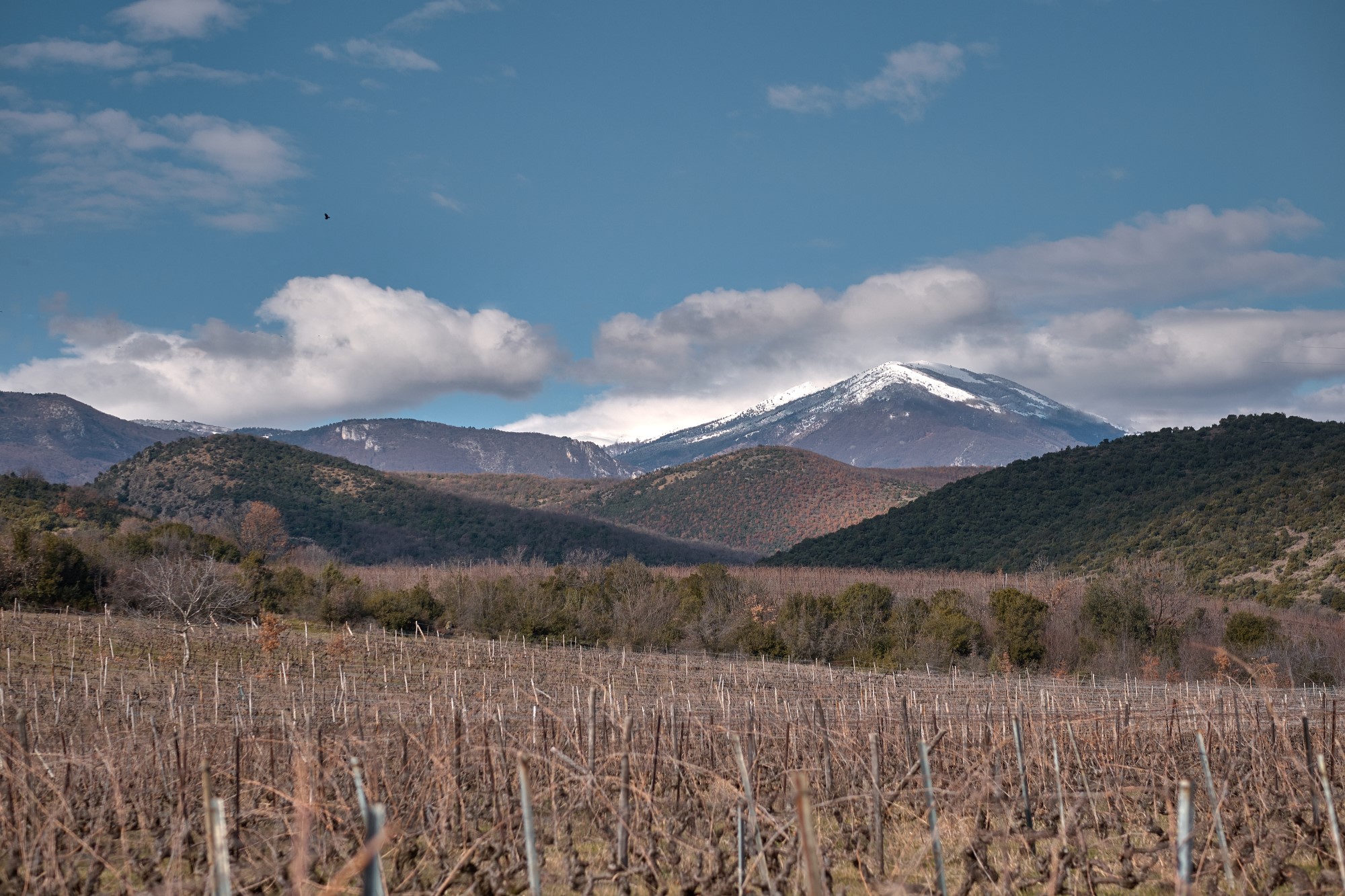 Trilofos l Vineyards l Naoussa