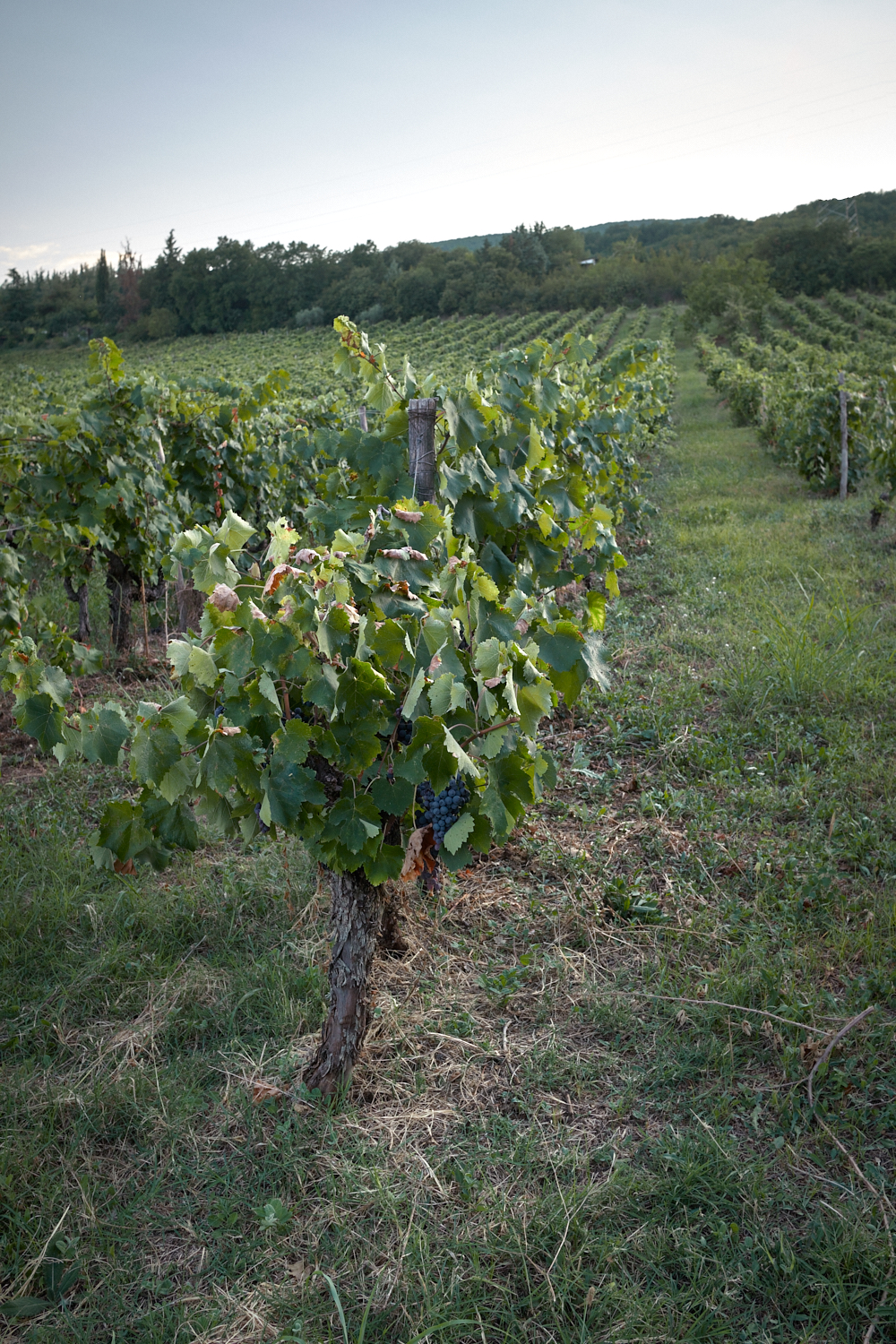 Trilofos l Vineyards l Naoussa