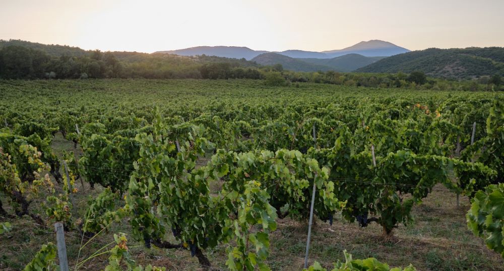 Trilofos l Vineyards l Naoussa