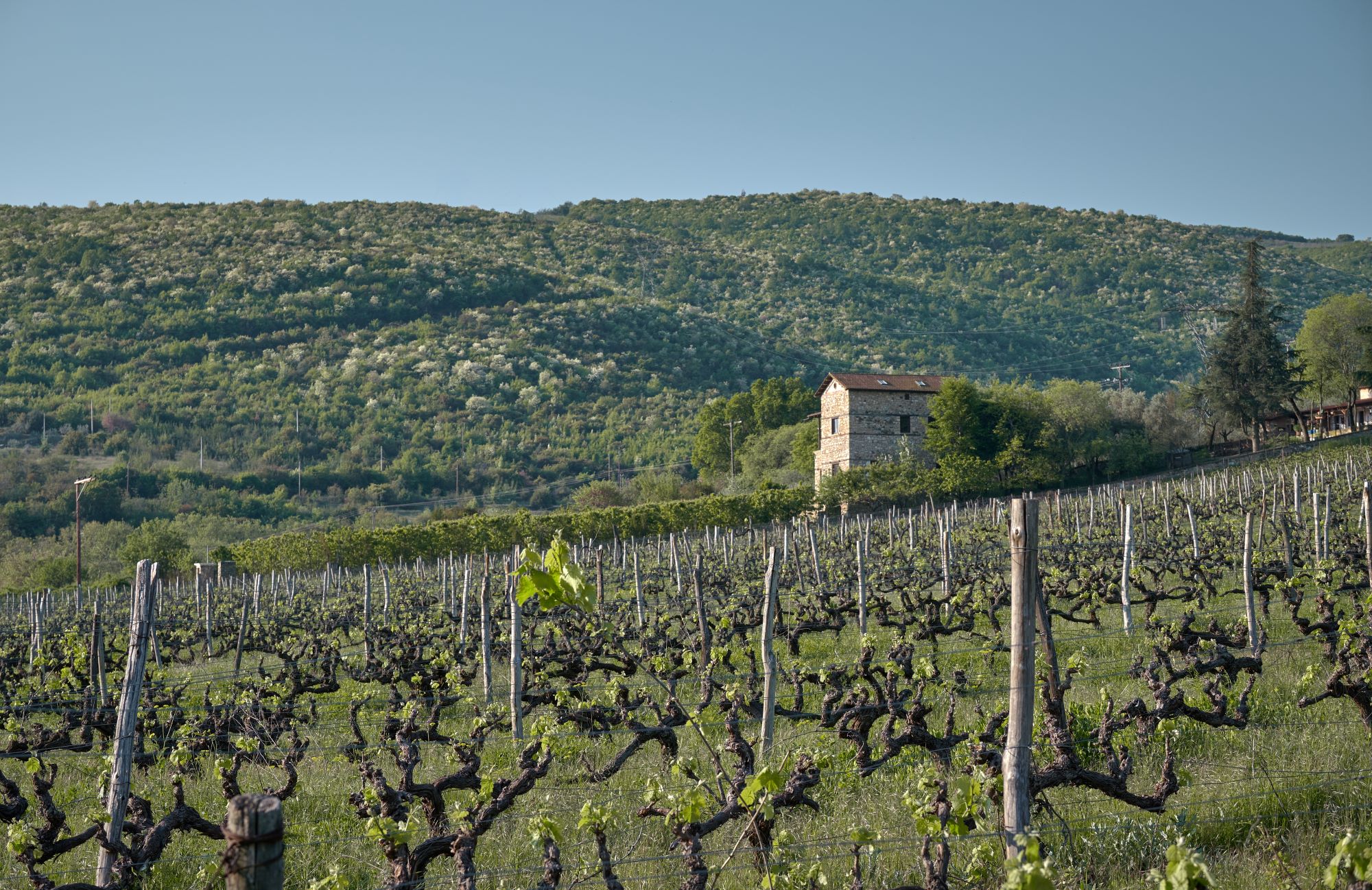 Trilofos l Vineyards l Naoussa