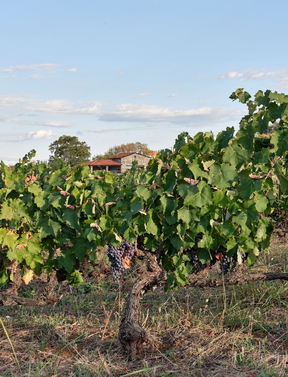Trilofos l Vineyards l Naoussa