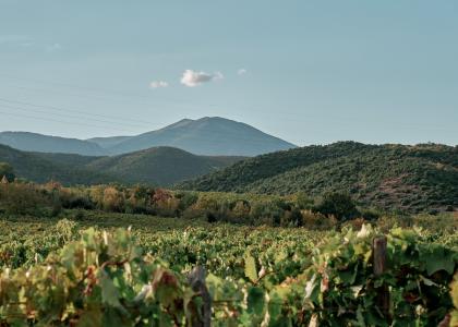 Trilofos vineyards